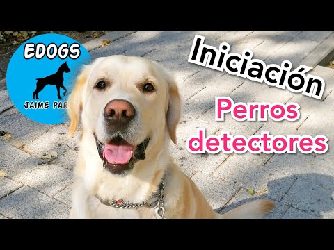 Posicionamiento del Perrito: Guía práctica para lograrlo fácilmente