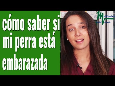 Palpación en perras gestantes: cómo detectar el embarazo