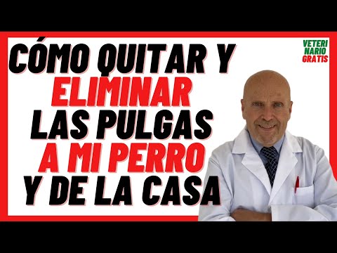 Guía rápida: Cómo quitarle las pulgas a un cachorro