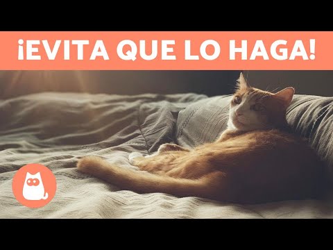 Trucos para evitar que tu gato se suba a los muebles