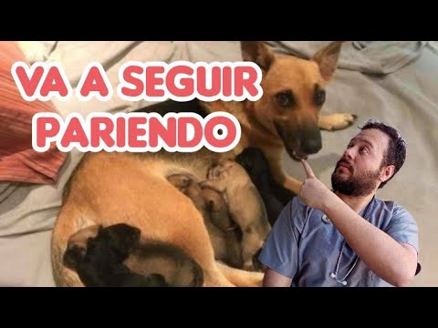 ¿Cómo saber si mi perra ha terminado de parir? Guía completa
