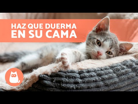 Consejos para hacer que tu gato se duerma en su cama