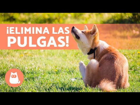 Elimina pulgas de tu perro: Trucos efectivos