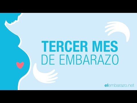 Descubre cómo es un feto de 3 meses: desarrollo y características