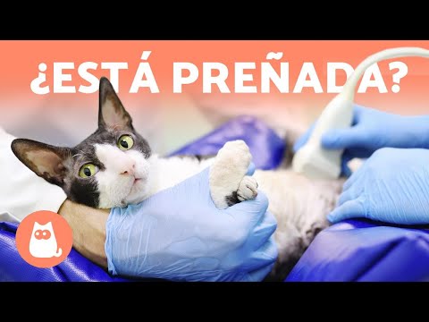 Descubre cómo saber si tu gata está embarazada