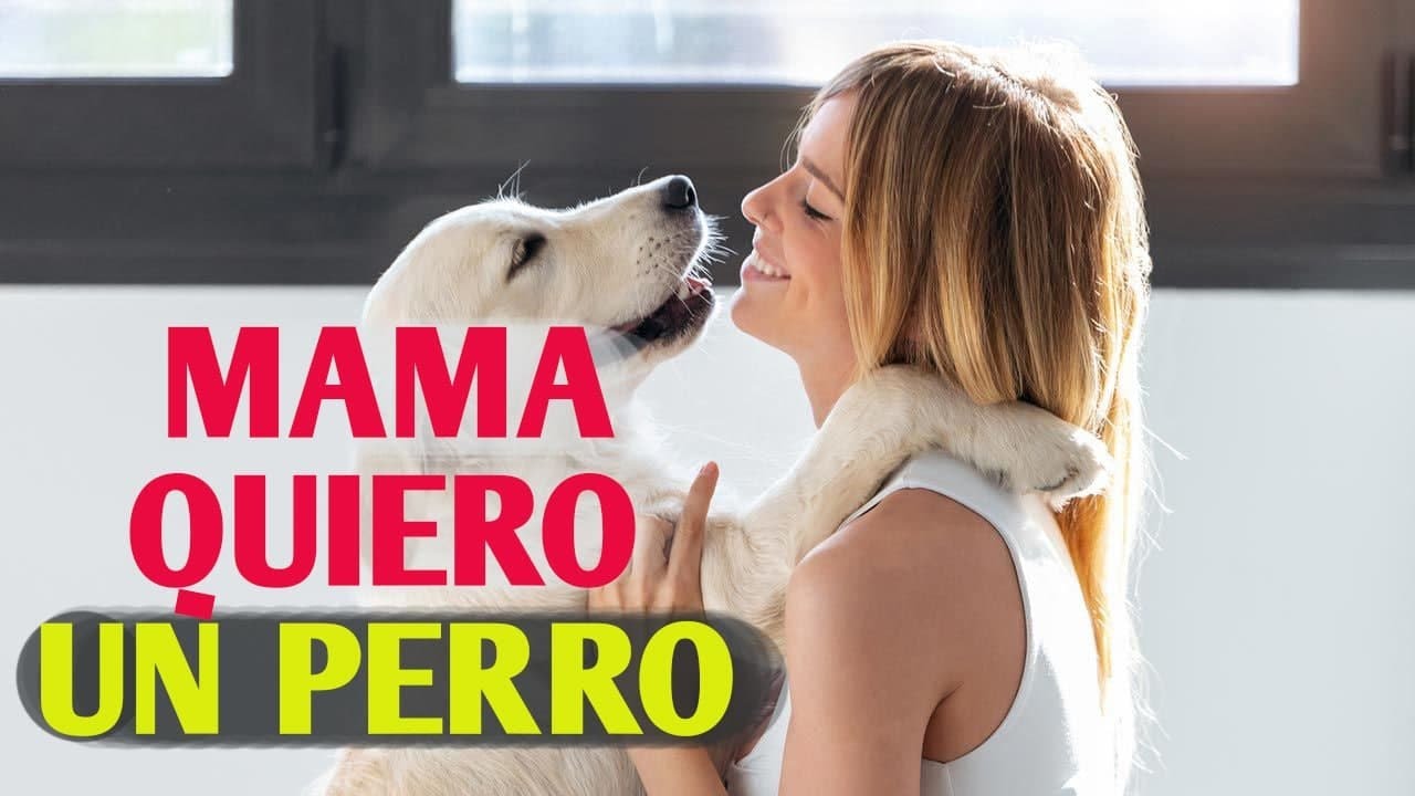 como conseguir que tus padres te compren un perro