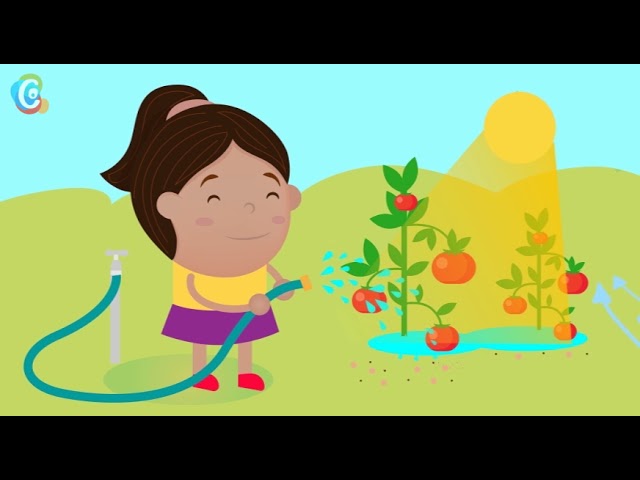 como cuidar a los seres vivos