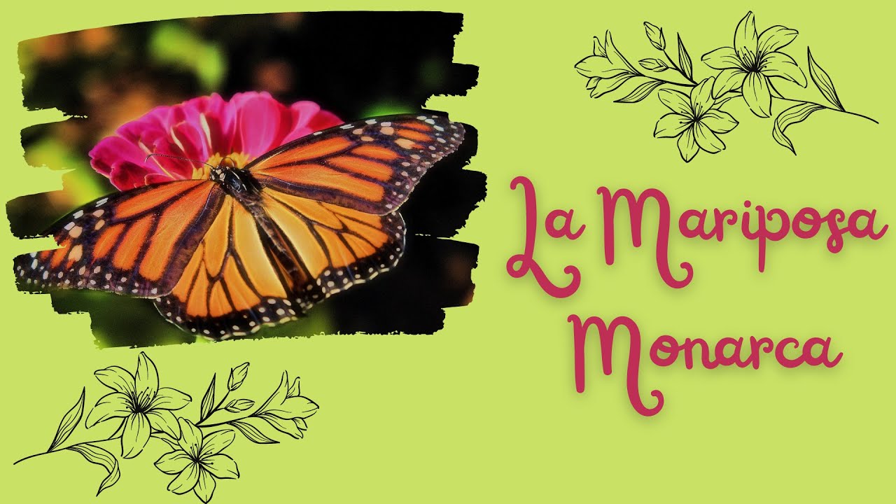 como danara al planeta la extincion de la mariposa monarca