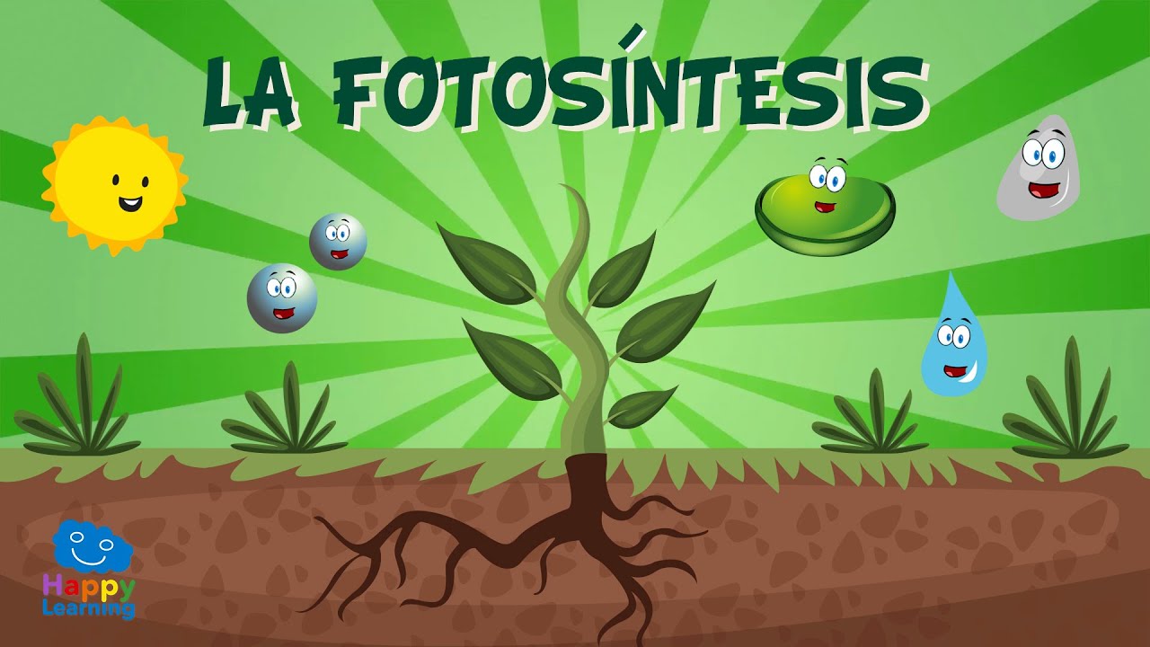 como elaboran su alimento las plantas