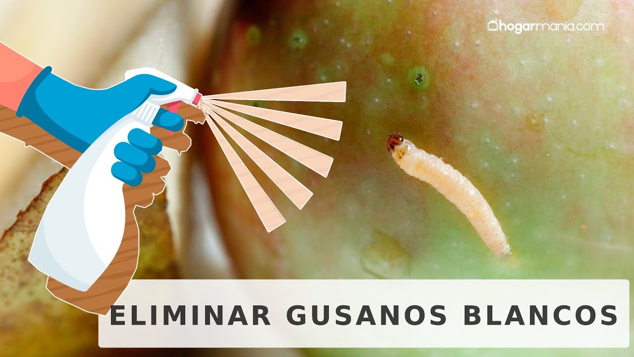 como eliminar gusanos blancos de la casa