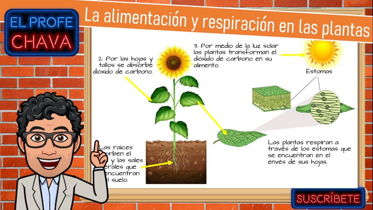 como respiran y se alimentan las plantas